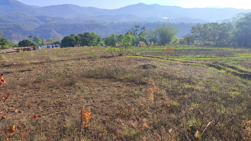 सडकदेखि सिँचाइसम्मका सुविधा भए पनि बाँदर आतंकले खाली भए गाउँ, 'मान्छेमाथि बाँदरको जवर्जस्ती'