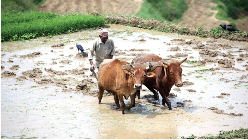 आर्थिक अभियान १८औं वार्षिकोत्सव विशेष :  सहभागितामूलक विकासमा कसरी चुक्यो कृषि ?