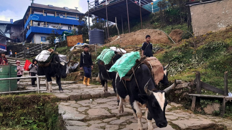 तस्विर : हर्कटे खर्कदेखि छुर्पी बिक्री गर्न चौंरी गाईमार्फत ढुवानी गरिंदै