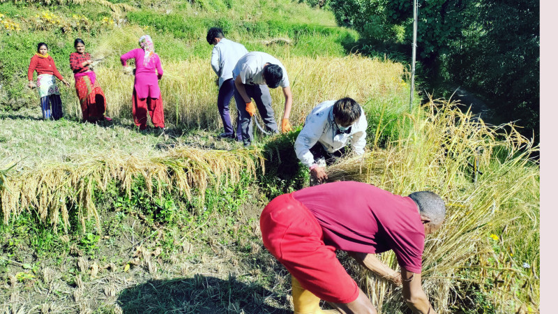 तस्वीर : धान काट्दै लाप्लेजुङका किसान