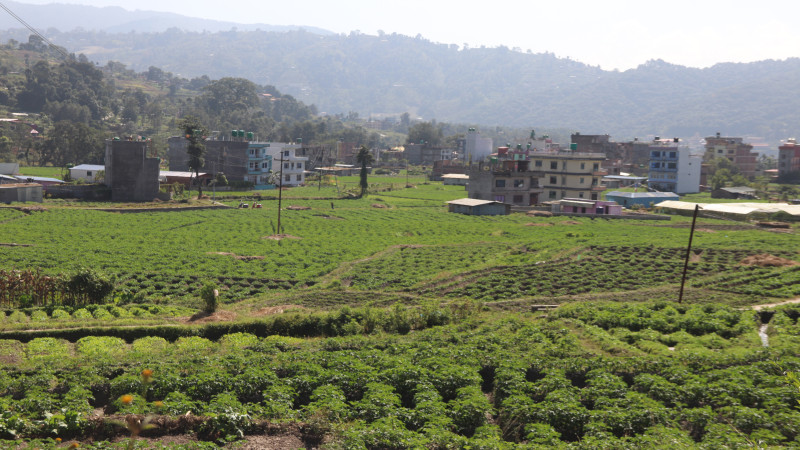 काठमाडौंमा आलु खेती [तस्वीर]