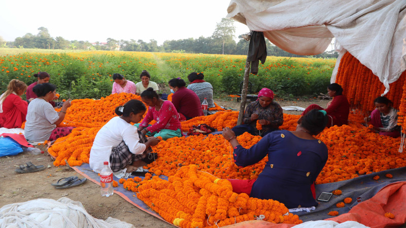 सयपत्री फूलको माला उन्दै महिला [तस्वीर]