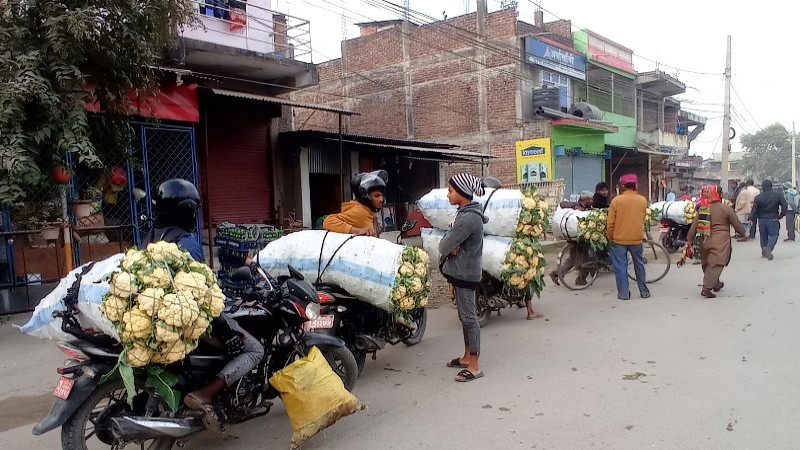 तस्वीर : बारीमा उत्पादित काउली बिक्री गर्न  इनरुवास्थित तरकारी थोक बजारमा आएका किसान