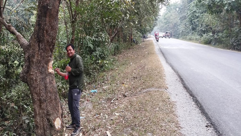 काँकरभिट्टा–लौकही सडक स्तरोन्नतिमा ११ हजार ५१३ रुख काटिने