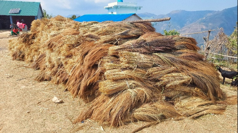 कबुलियत वनमा लगाइएको अम्रिसो बेचेर तीन करोडभन्दा बढी आम्दानी